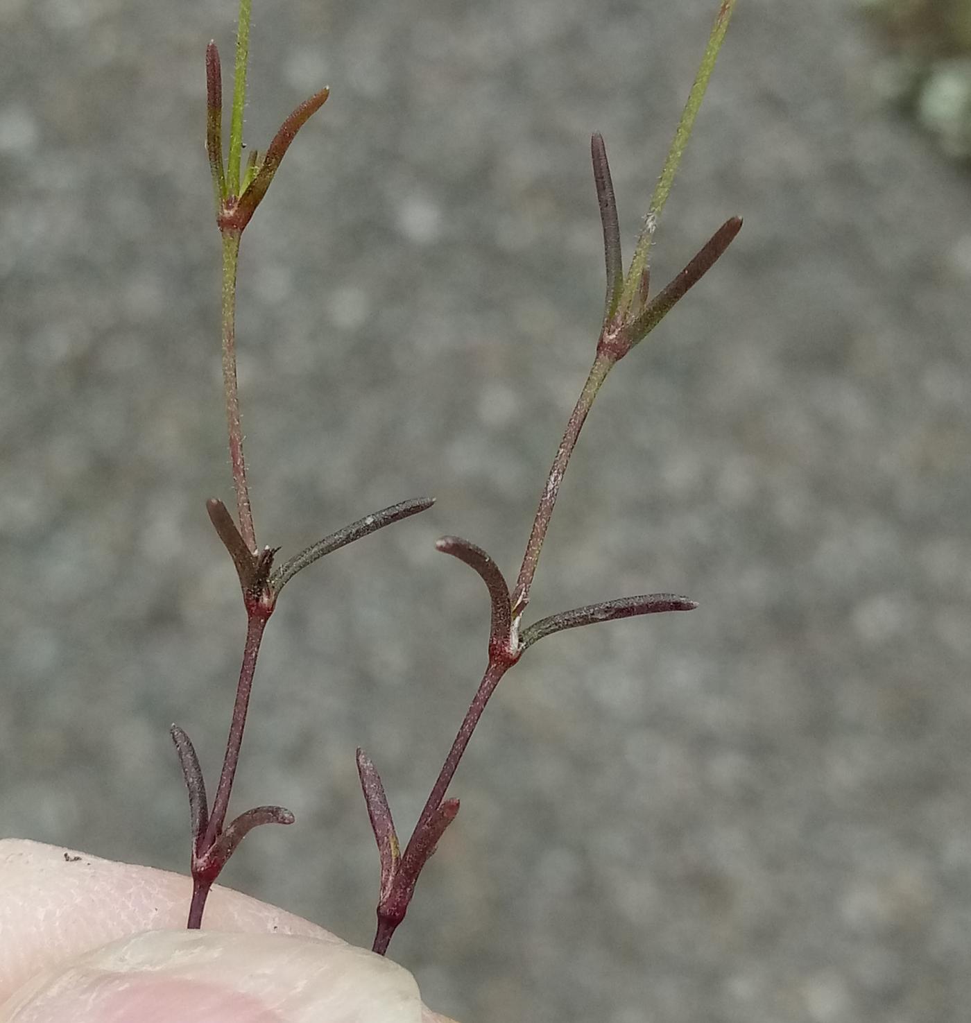 Mononeuria patula image